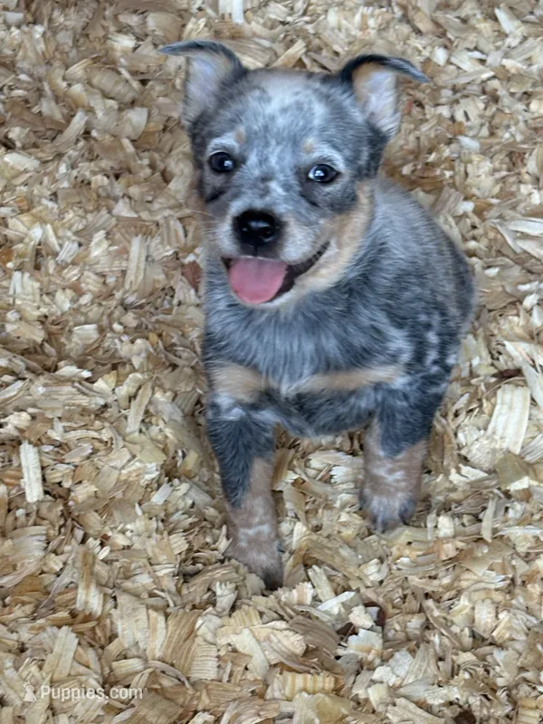 Maggie – Australian Cattle Dog puppy for sale in Munfordville, KY