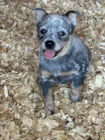 Maggie, a female Australian Cattle Dog for sale in Munfordville, KY – 1 of 1