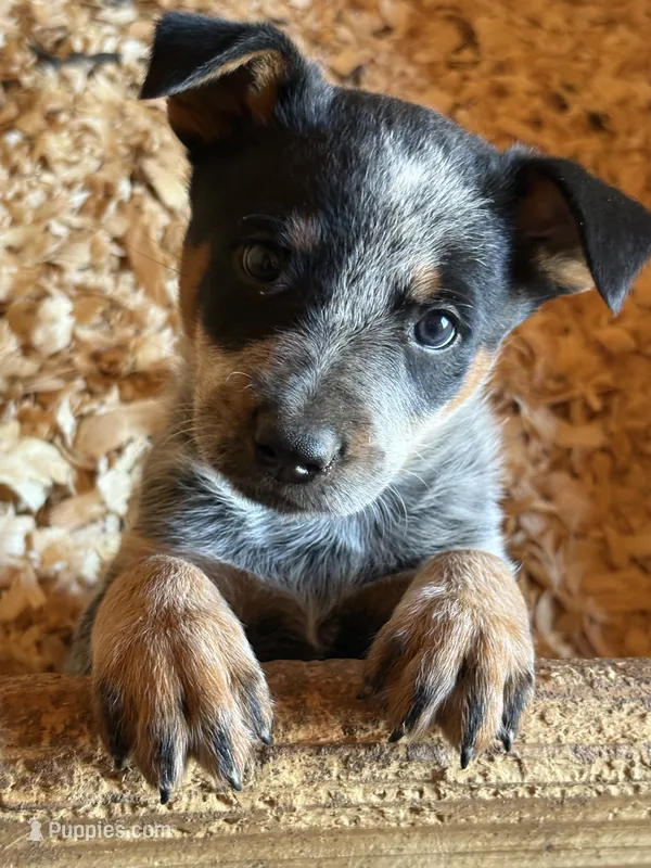 Radar – Australian Cattle Dog puppy for sale in Munfordville, KY