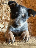 Radar, a male Australian Cattle Dog for sale in Munfordville, KY – 1 of 1