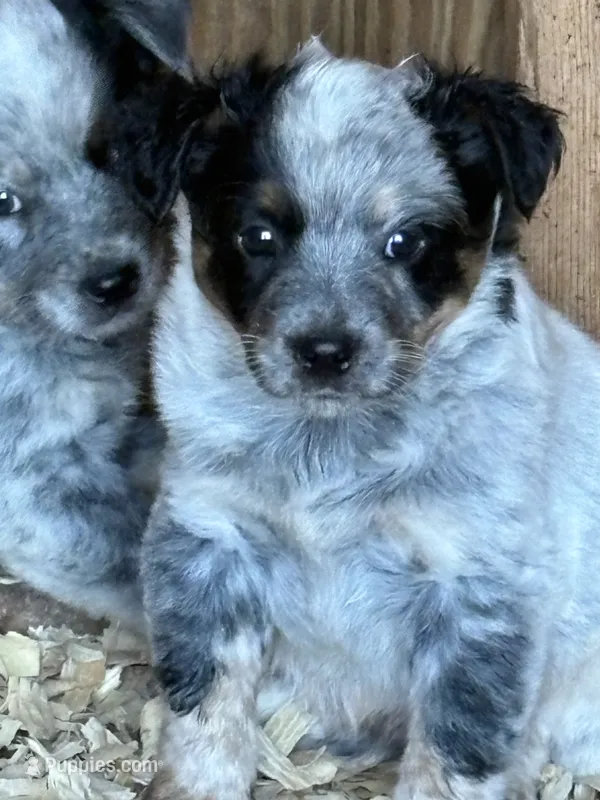 Dante – Australian Cattle Dog puppy for sale in Munfordville, KY