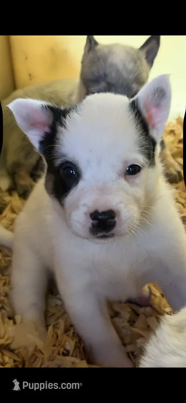 Taco – Australian Cattle Dog puppy for sale in Munfordville, KY