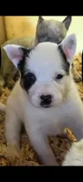 Taco, a male Australian Cattle Dog for sale in Munfordville, KY – 1 of 1