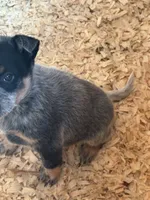 Meeko, a female Australian Cattle Dog for sale in Munfordville, KY – Photo 2 of 2