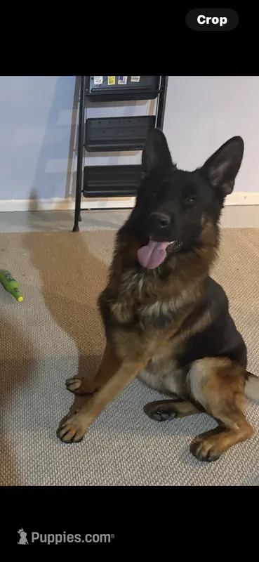 Duke  – German Shepherd Dog puppy for sale in Munfordville, KY