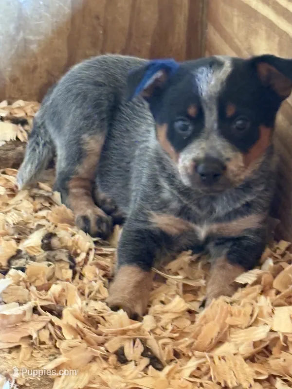 Miya – Australian Cattle Dog puppy for sale in Munfordville, KY