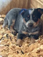 Miya, a female Australian Cattle Dog for sale in Munfordville, KY – 1 of 1