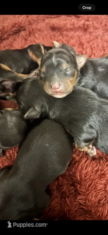 Boy #1 – Yorkshire Terrier puppy for sale in Philadelphia, PA
