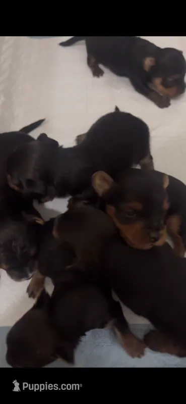 N/A – Yorkshire Terrier puppy for sale in Philadelphia, PA