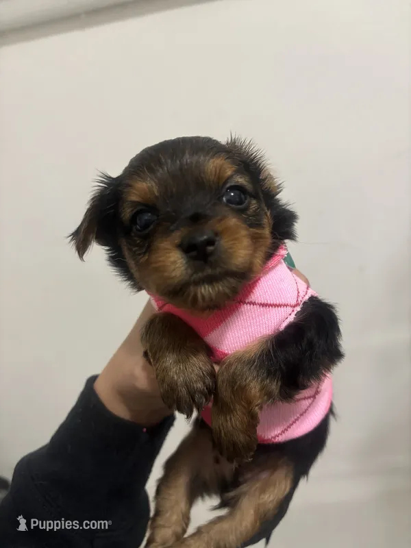 N/A – Yorkshire Terrier puppy for sale in Philadelphia, PA