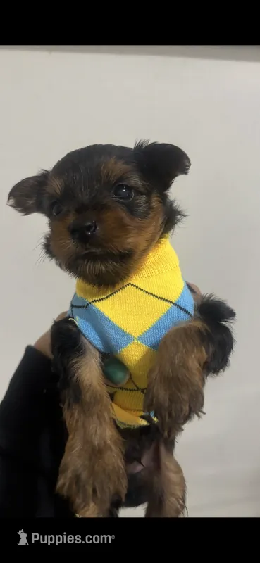 Batman – Yorkshire Terrier puppy for sale in Philadelphia, PA