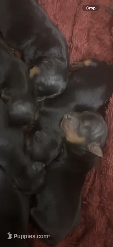 N/A – Yorkshire Terrier puppy for sale in Philadelphia, PA