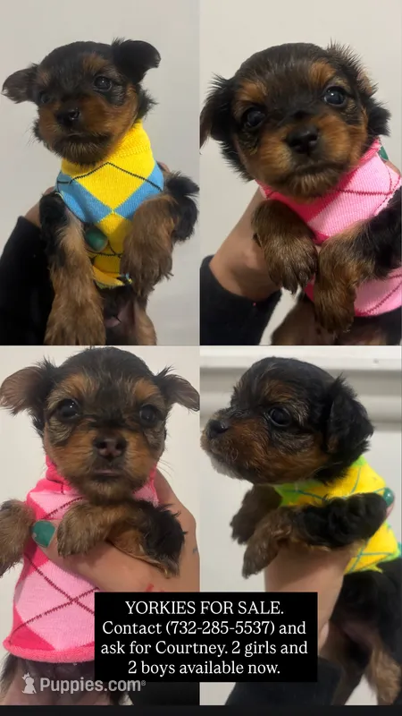 Boy #3 – Yorkshire Terrier puppy for sale in Philadelphia, PA