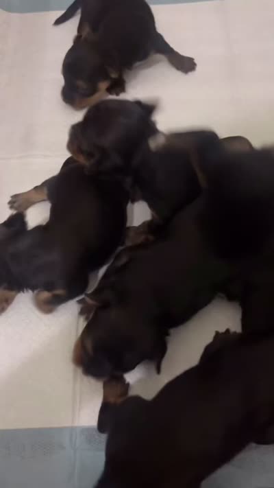Boy #3, a male Yorkshire Terrier for sale in Philadelphia, PA – 2 of 2