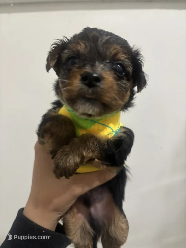 Boy #3 – Yorkshire Terrier puppy for sale in Philadelphia, PA