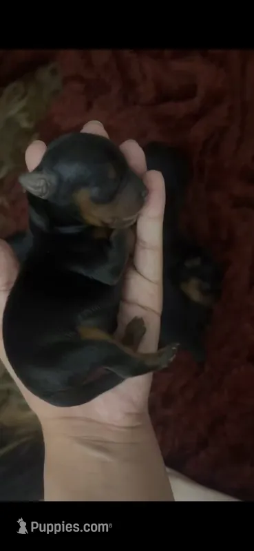 Boy #2 – Yorkshire Terrier puppy for sale in Philadelphia, PA