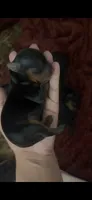 Boy #2, a male Yorkshire Terrier for sale in Philadelphia, PA – 1 of 2