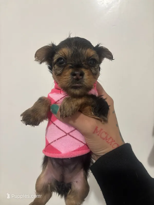N/A – Yorkshire Terrier puppy for sale in Philadelphia, PA