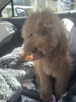 Mocha, a female Miniature Goldendoodle for sale in San Jose, CA – Photo 6 of 8