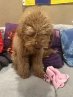 Mocha, a female Miniature Goldendoodle for sale in San Jose, CA – Photo 2 of 8