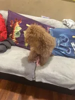 Mocha, a female Miniature Goldendoodle for sale in San Jose, CA – Photo 5 of 8