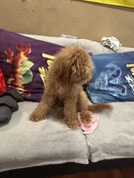 Mocha, a female Miniature Goldendoodle for sale in San Jose, CA – Photo 4 of 8