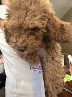 Mocha, a female Miniature Goldendoodle for sale in San Jose, CA – Photo 1 of 8