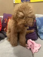 Mocha, a female Miniature Goldendoodle for sale in San Jose, CA – Photo 3 of 8