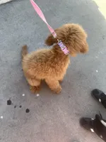 Mocha, a female Miniature Goldendoodle for sale in San Jose, CA – Photo 8 of 8
