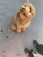 Mocha, a female Miniature Goldendoodle for sale in San Jose, CA – Photo 7 of 8