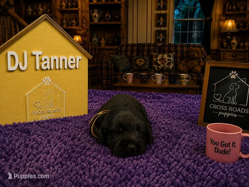 DJ Tanner – Labradoodle puppy for sale in Lebanon, VA