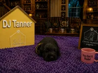 DJ Tanner, a female Labradoodle for sale in Lebanon, VA – 1 of 2