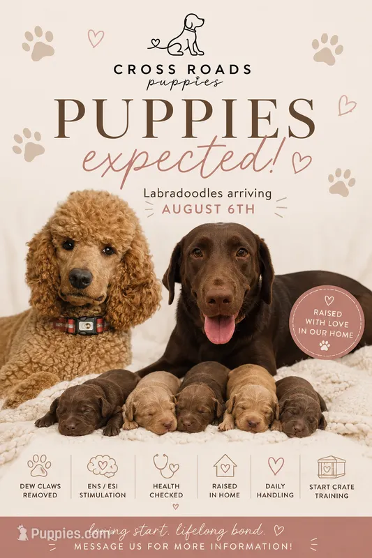 F1 Labradoodle Puppies – Labradoodle puppy for sale in Lebanon, VA