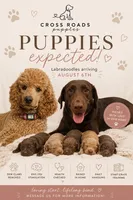 F1 Labradoodle Puppies, a  Labradoodle for sale in Lebanon, VA – 1 of 1