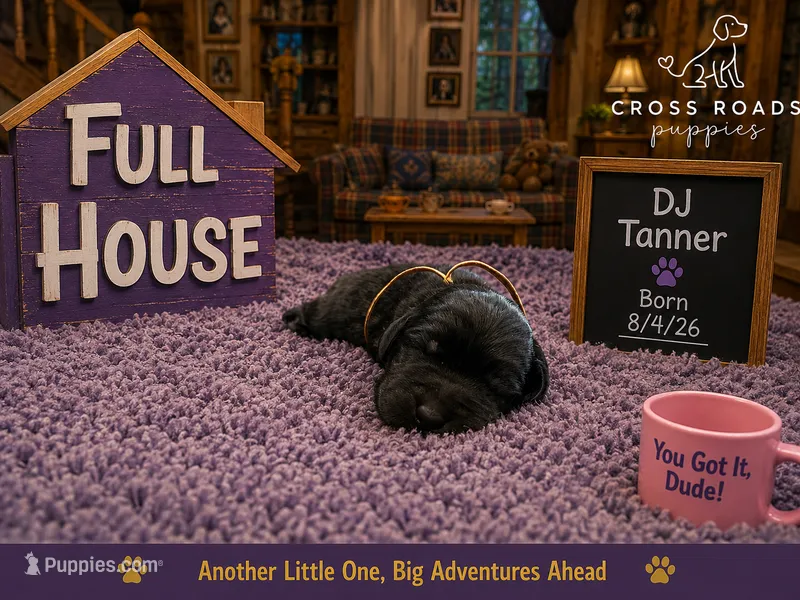 DJ Tanner – Labradoodle puppy for sale in Lebanon, VA