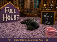 DJ Tanner, a female Labradoodle for sale in Lebanon, VA – 1 of 1