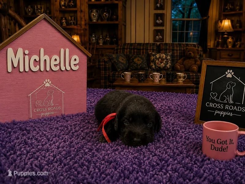 Michelle Tanner  – Labradoodle puppy for sale in Lebanon, VA