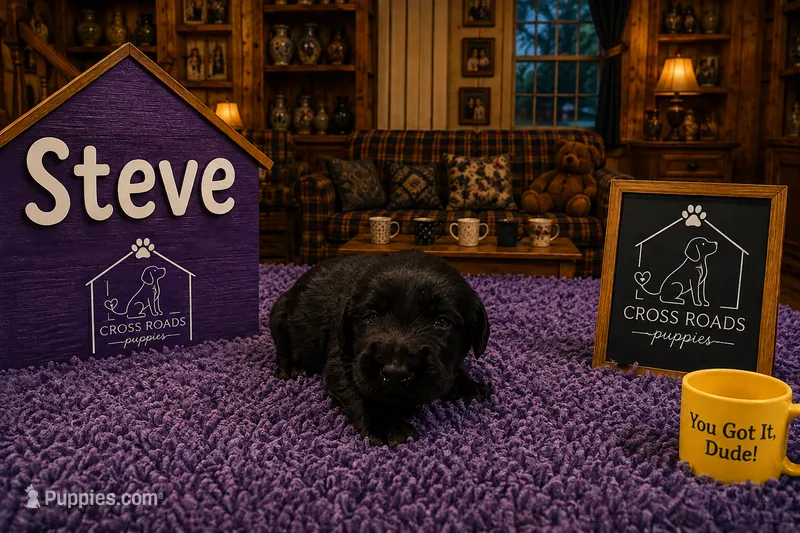 Steve – Labradoodle puppy for sale in Lebanon, VA