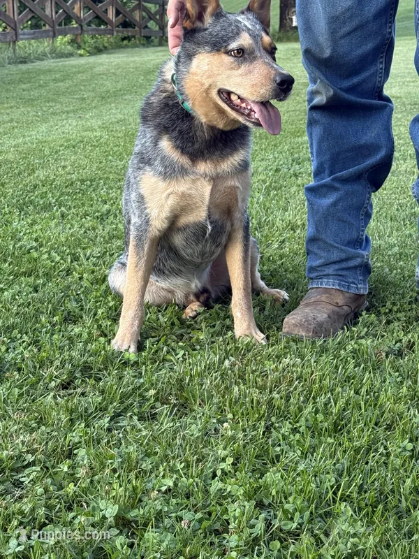 Goose – Australian Cattle Dog puppy for sale in Lebanon, VA