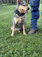 Goose, a male Australian Cattle Dog for sale in Lebanon, VA – 1 of 1