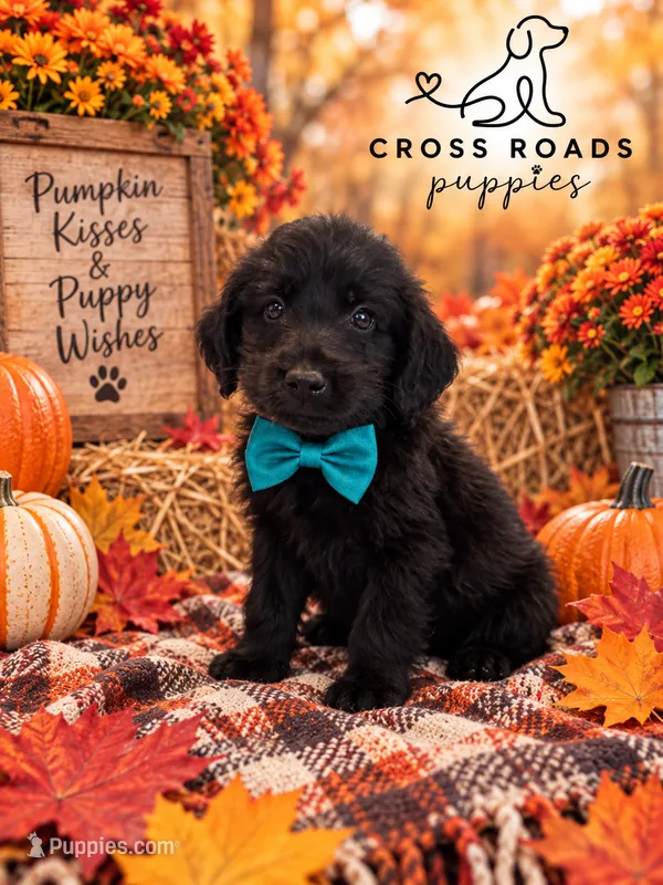 Teal Collar (Runt) – Labradoodle puppy for sale in Lebanon, VA