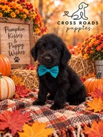 Teal Collar (Runt), a male Labradoodle for sale in Lebanon, VA – 1 of 1