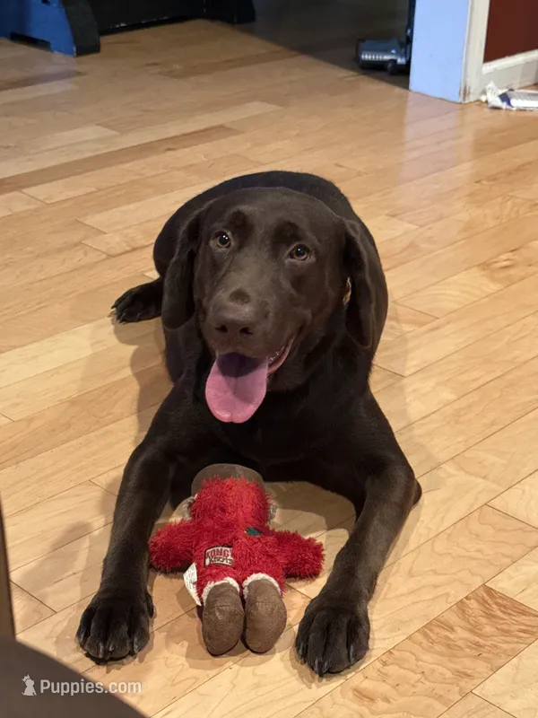 Val – Labrador Retriever puppy for sale in Lebanon, VA