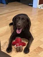 Val, a female Labrador Retriever for sale in Lebanon, VA – 1 of 1
