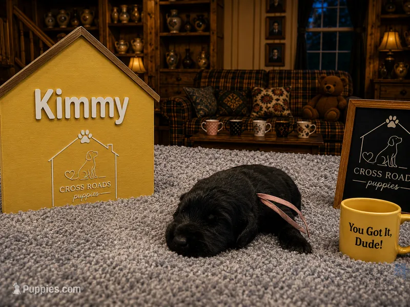 Kimmy Gibbler – Labradoodle puppy for sale in Lebanon, VA