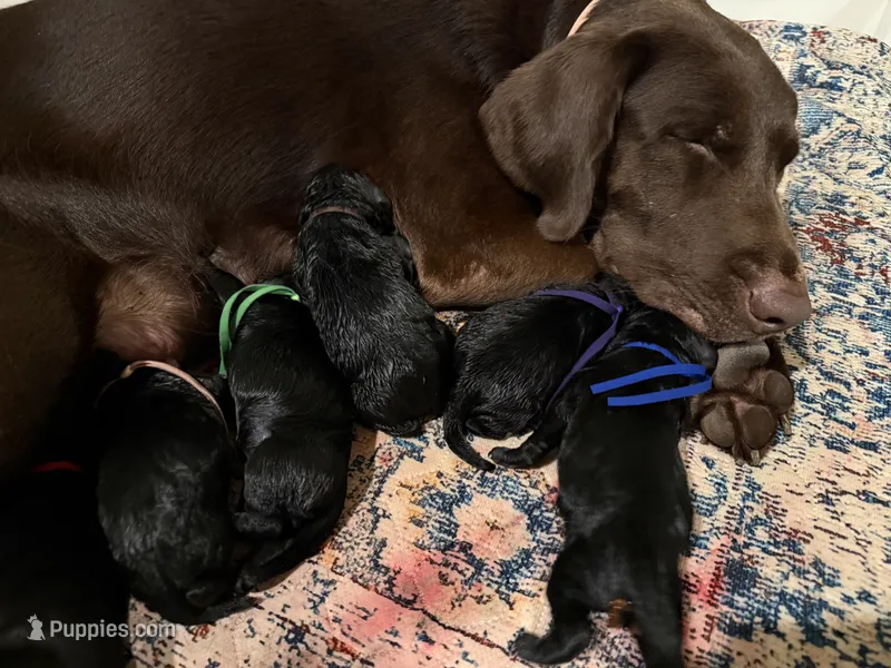 F1 Labradoodle – Labradoodle puppy for sale in Lebanon, VA
