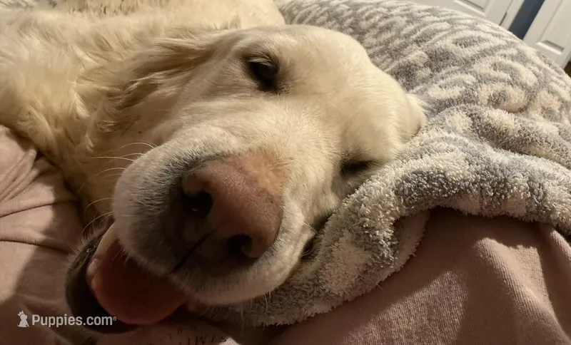 Minnie – English Cream Golden Retriever puppy for sale in Lebanon, VA