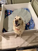 Minnie, a female English Cream Golden Retriever for sale in Lebanon, VA – Photo 2 of 2