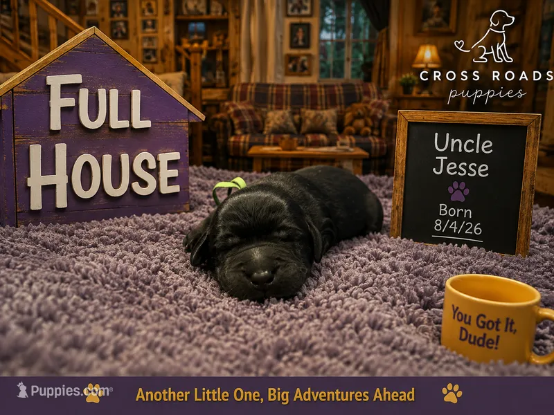 Uncle Jesse – Labradoodle puppy for sale in Lebanon, VA