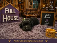 Uncle Jesse, a male Labradoodle for sale in Lebanon, VA – 1 of 1
